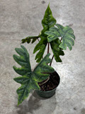 6" Alocasia Jacklyn
